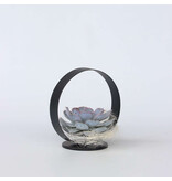 Echeveria - Echeveria lilacina - Hoogte 20cm