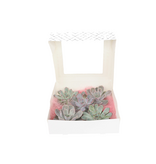 Echeveria - Set van 5 - Echeveria lilacina - Hoogte 7cm