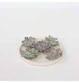 Echeveria - Set van 5 - Echeveria lilacina - Hoogte 7cm