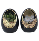 Echeveria - Set van 2 - Echeveria lilacina - Hoogte 12cm