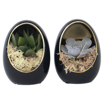 Echeveria - Set van 2 - Echeveria lilacina - Hoogte 12cm