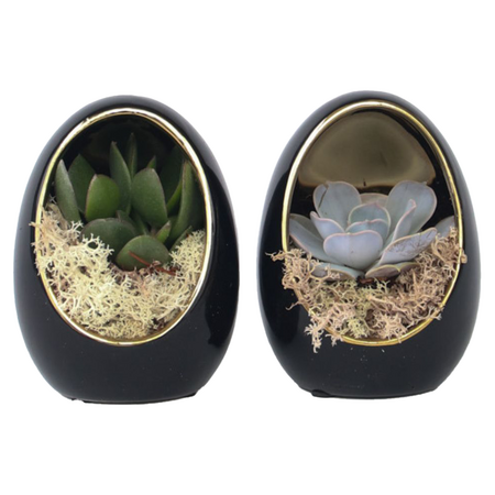 Echeveria - Set van 2 - Echeveria lilacina - Hoogte 12cm