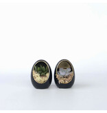 Echeveria - Set van 2 - Echeveria lilacina - Hoogte 12cm