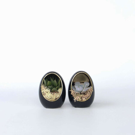 Echeveria - Set van 2 - Echeveria lilacina - Hoogte 12cm