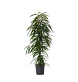 Wilgenblad Ficus - Ficus binnendijkii - Hoogte 100-110cm - ⌀21cm