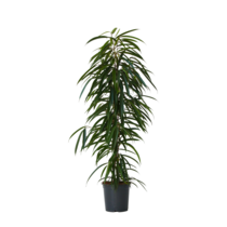 Wilgenblad Ficus - Ficus binnendijkii - Hoogte 100-110cm - ⌀21cm