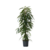 Wilgenblad Ficus - Ficus binnendijkii - Hoogte 100-110cm - ⌀21cm