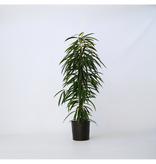 Wilgenblad Ficus - Ficus binnendijkii - Hoogte 100-110cm - ⌀21cm