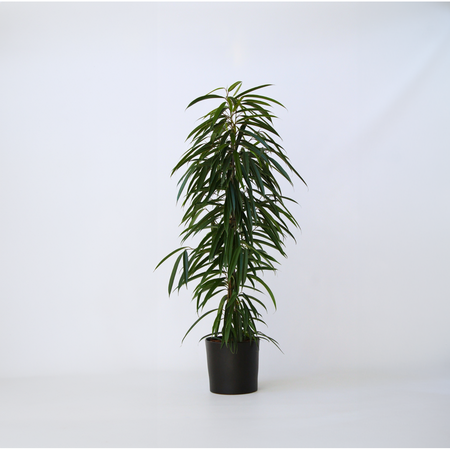 Wilgenblad Ficus - Ficus binnendijkii - Hoogte 100-110cm - ⌀21cm