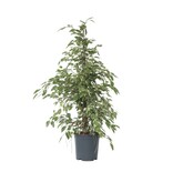 Treurvijg - Ficus Benjamina 'Twilight' - Hoogte 100-110cm - ⌀21cm