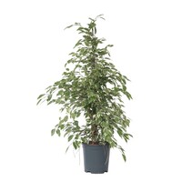 Treurvijg - Ficus Benjamina 'Twilight' - Hoogte 100-110cm - ⌀21cm