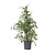Treurvijg - Ficus Benjamina 'Twilight' - Hoogte 100-110cm - ⌀21cm