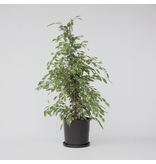 Treurvijg - Ficus Benjamina 'Twilight' - Hoogte 100-110cm - ⌀21cm