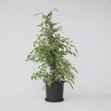 Treurvijg - Ficus Benjamina 'Twilight' - Hoogte 100-110cm - ⌀21cm