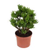 Jadeplant - Crassula ovata 'Hobbit' - Hoogte 45-50cm - ⌀23cm
