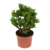 Jadeplant - Crassula ovata 'Hobbit' - Hoogte 45-50cm - ⌀23cm