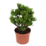 Jadeplant - Crassula ovata 'Hobbit' - Hoogte 45-50cm - ⌀23cm