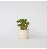 Jadeplant - Crassula ovata 'Hobbit' - Hoogte 45-50cm - ⌀23cm