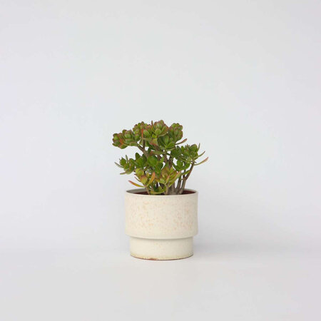 Jadeplant - Crassula ovata 'Hobbit' - Hoogte 45-50cm - ⌀23cm