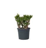 Jadeplant - Crassula ovata 'Hobbit' - Hoogte 55-60cm - ⌀30cm