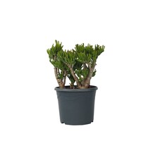 Jadeplant - Crassula ovata 'Hobbit' - Hoogte 55-60cm - ⌀30cm
