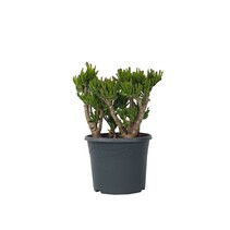 Jadeplant - Crassula ovata 'Hobbit' - Hoogte 55-60cm - ⌀30cm
