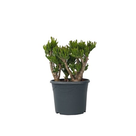 Jadeplant - Crassula ovata 'Hobbit' - Hoogte 55-60cm - ⌀30cm