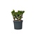 Jadeplant - Crassula ovata 'Hobbit' - Hoogte 55-60cm - ⌀30cm
