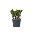 Jadeplant - Crassula ovata 'Hobbit' - Hoogte 55-60cm - ⌀30cm