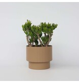 Jadeplant - Crassula ovata 'Hobbit' - Hoogte 55-60cm - ⌀30cm