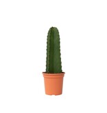 Cowboycactus - Euphorbia ingens - Hoogte 40-50cm - ⌀18cm
