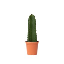 Cowboycactus - Euphorbia ingens - Hoogte 40-50cm - ⌀18cm