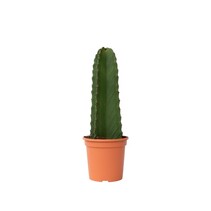 Cowboycactus - Euphorbia ingens - Hoogte 40-50cm - ⌀18cm