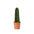 Cowboycactus - Euphorbia ingens - Hoogte 40-50cm - ⌀18cm