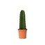 Cowboycactus - Euphorbia ingens - Hoogte 40-50cm - ⌀18cm