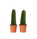 Cowboycactus - Set van 2 - Euphorbia ingens - Hoogte 40-50cm - ⌀18cm