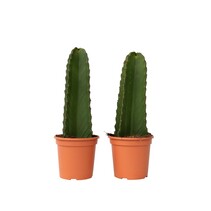 Cowboycactus - Set van 2 - Euphorbia ingens - Hoogte 40-50cm - ⌀18cm
