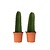 Cowboycactus - Set van 2 - Euphorbia ingens - Hoogte 40-50cm - ⌀18cm