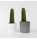 Cowboycactus - Set van 2 - Euphorbia ingens - Hoogte 40-50cm - ⌀18cm