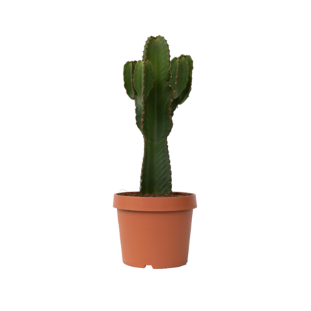 Cowboycactus - Euphorbia ingens - Hoogte 85-95cm - ⌀24cm