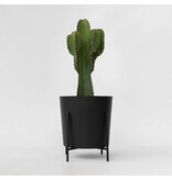 Cowboycactus - Euphorbia ingens - Hoogte 85-95cm - ⌀24cm