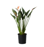 Paradijsvogelbloem - Strelitzia reginea - Hoogte 80-100cm - ⌀27cm
