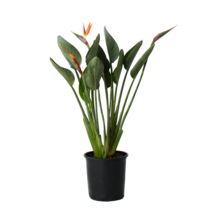 Paradijsvogelbloem - Strelitzia reginea - Hoogte 80-100cm - ⌀27cm
