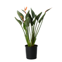 Paradijsvogelbloem - Strelitzia reginea - Hoogte 80-100cm - ⌀27cm