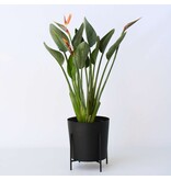 Paradijsvogelbloem - Strelitzia reginea - Hoogte 80-100cm - ⌀27cm