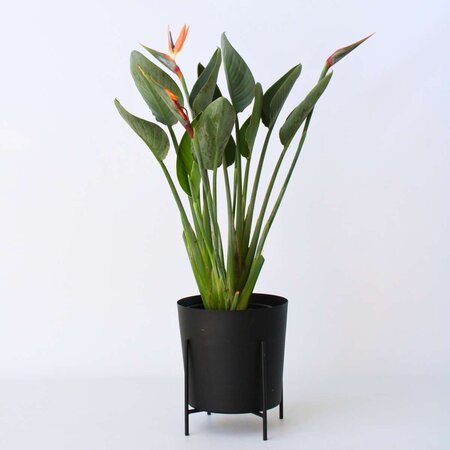 Paradijsvogelbloem - Strelitzia reginea - Hoogte 80-100cm - ⌀27cm