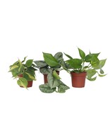 Tropische planten - Set van 3 - Philodendron Epipremnum - Hoogte 25-40cm - ⌀12cm