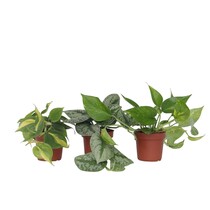 Tropische planten - Set van 3 - Philodendron Epipremnum - Hoogte 25-40cm - ⌀12cm