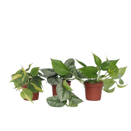 Tropische planten - Set van 3 - Philodendron Epipremnum - Hoogte 25-40cm - ⌀12cm