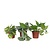 Tropische planten - Set van 3 - Philodendron Epipremnum - Hoogte 25-40cm - ⌀12cm